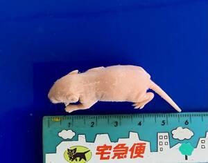 ★ 冷凍 ピンクマウス Ｌサイズ 　10匹 ★