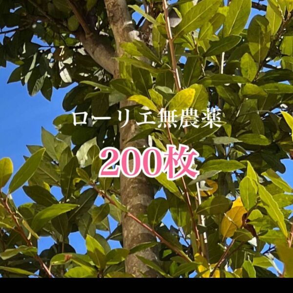 とりたて　ローリエ　ローレル　月桂樹　200枚　無農薬