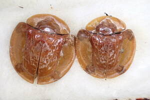 ベトナム産 ハムシ　未展脚標本 標本 昆虫標本