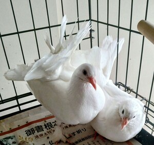 kjak dove .. dove fan tail have . egg meal for 2 piece sphere . have . egg Tama . is to