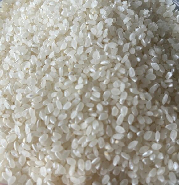 滋賀　近江　コシヒカリ　農薬不使用　白米　1.5kg 令和4年　古米　お試し　米　ポイント消化　クーポン消化