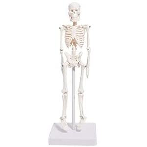 人体 模型 22㎝ 【高品質 教材にも使える精巧さ】 骨格模型 骨格標本 骨模型 【合計7ヶ所の可動部位あり！！複雑な姿勢も可能】