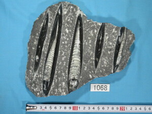 ◆直角石（オウムガイ）◆母岩付◆No.1068