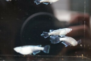 【上町いきものがかり】森の妖精ブルー めだか 幼魚10匹 現物出品 メダカ①