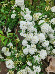 八重の花の小手毬　昨年挿し木して　今年５月に鉢に植えました。 八重咲き ホワイト