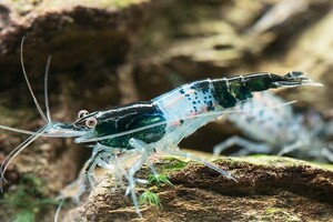 [Nez-Eau] black ru Lee shrimp 5 pcs [1 set ]