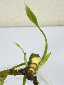斑入りモンステラ・イエローモンスター・タイコンステレーション茎・ Yellow Monsutera Y6-4