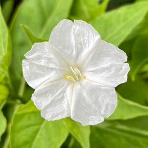 おしろい花の種　10粒　白　単色　白粉花　オシロイバナ