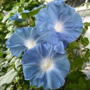 『青雲』　大輪朝顔の種　あさがおの種　水色　ライトブルー　アサガオの種子