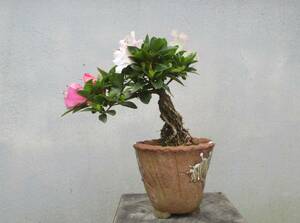 小品　根上がり　さつき盆栽　　◆華宝◆　　鉢　　　１０ｃｍ