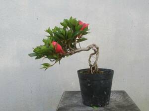 小品　根上がり　さつき盆栽　　◆菊姫◆　　鉢　　　２.５号深