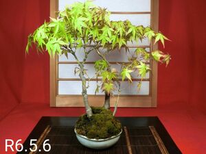 小品盆栽 山もみじ 樹高２３cm　年代物　鉢／平安虹泉（登り窯）