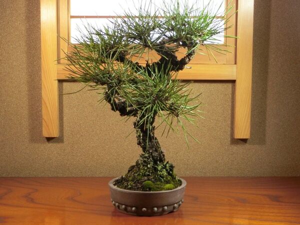◇貴風盆栽 樹齢を重ねた 黒松 樹高30cm