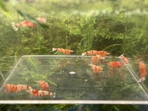 [ Yamato ..] flower Tiger shrimp 10 pcs female male half . about (3 pcs . egg middle ) beginner recommendation low grade free shipping 