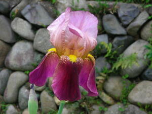 * german Iris ... более того цветок фиолетовый цвет лист есть корень АО низкая цена no. 4 вид mail ( растения ) отправка *