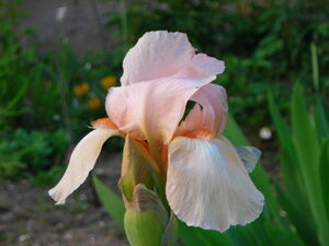 * Iris ... более того цветок orange цвет лист есть корень АО низкая цена no. 4 вид mail ( растения ) отправка *