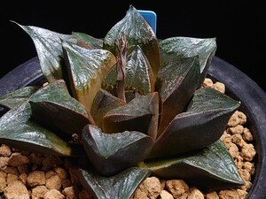 ハオルチア☆ブラックボーイ☆Haworthia