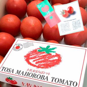2土佐まほろばトマト ブランドトマト 1.5kg箱 高知県産 産地直送 送料無料