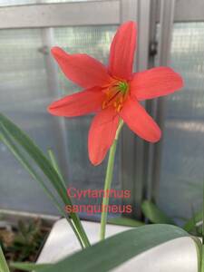 ④キルタンサス・サンギネウス　Cyrtanthus sanguineus 開花球3球