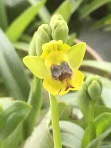  off squirrel rutea!! or ~Ophrys phryganae~?(rutea. . kind ) orchid . raw Ran Be o- Kid 