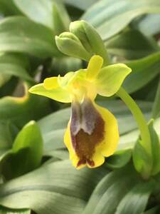 オフリス　ルテア？　もしくは　”Ophrys phryganae”？（ルテアの亜種）蘭　野生ラン　ビーオーキッド