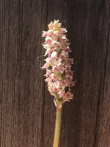 オルキス シミア？ Orchis simia？　葉に紅が入る大球　開花見込み　蘭　野生ラン　