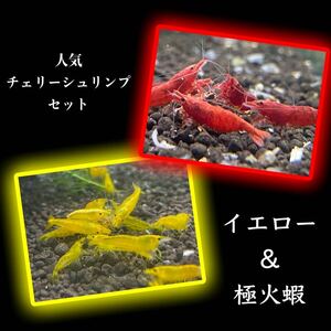  popular color Mix 20 pcs yellow & ultimate fire . Cherry shrimp freshwater prawn 