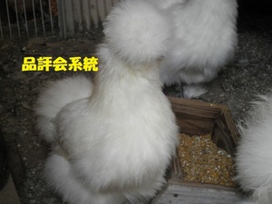  wool . kind .. chicken egg 6 piece ( meal for )