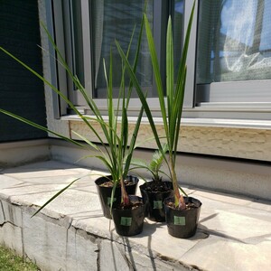 1** here s cocos nucifera 2 pot ** dracaena ( odour shu Rolland )** cycad { total 4 pot set }* symbol tree garden tree ** plant **