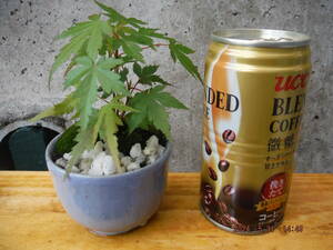  maple maple maple bonsai material amateur making making length ⑦