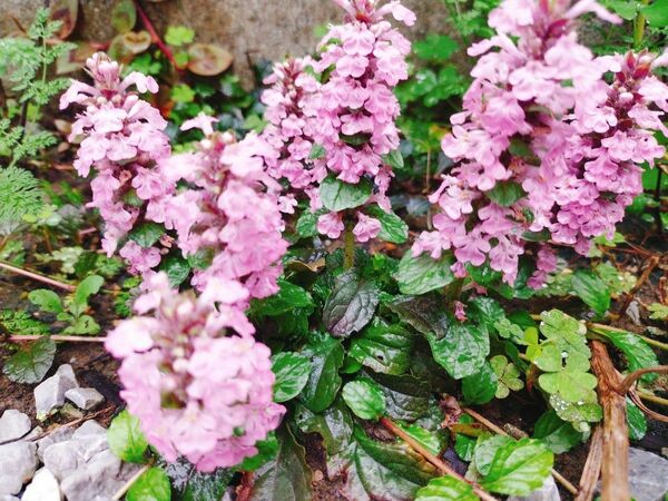 アジュガピンク　アジュガ　宿根草　多年草　ガーデニング　花壇　グランドカバー　除草　下草　プランター　病害虫に強い　花　苗　花苗　