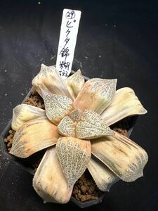 29番　ピクタ錦糊斑　ハオルチア 多肉植物 ピクタ錦 自家繁殖