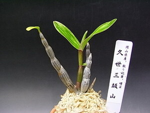 ! луговые и горные травы, Dendrobium moniliforme, длина сырой орхидея [.. три склон гора ]!