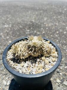 パキポディウム タッキー×恵比寿大黒 交配種 (検索 Pachypodium 多肉植物 塊根植物 コーデックス)