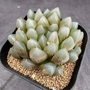 ★サボテン・多肉植物★891★ハオルシア　ブラックオブツーサ錦　Haworthia　obtusa(dielsiana)varieg.★ハオルチア