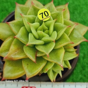 0607-発送Y470 赤星 エケベリア 多肉植物 韓国苗