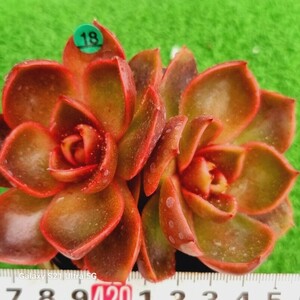 0607-発送G218 紅燈 エケベリア 多肉植物 韓国苗