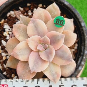 0607-発送G286 Purple Delight(錦) エケベリア 多肉植物 韓国苗