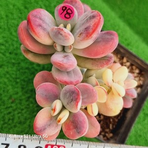 0607-発送P398 嫁入り娘(錦) Cotyledon 多肉植物 韓国苗