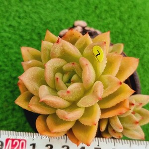 0607-発送Y407 原種シャネル エケベリア 多肉植物 韓国苗