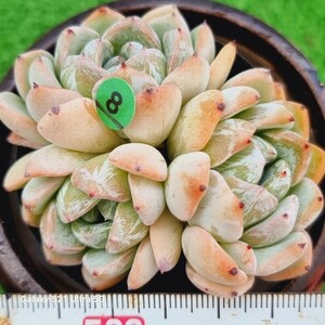 0614発送-G008 エルシャ交配 エケベリア 多肉植物 韓国苗