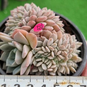 0607-発送P367 ラピネ綴化 エケベリア 多肉植物 韓国苗