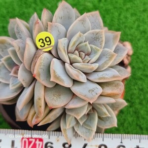 0607-発送Y439 花 エケベリア 多肉植物 韓国苗