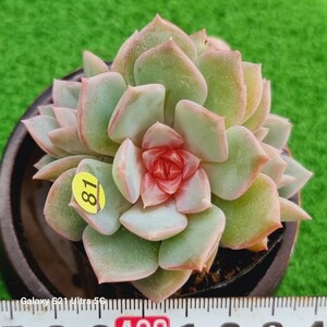 0607-発送Y481 花 エケベリア 多肉植物 韓国苗