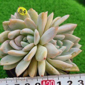 0607-発送Y484 ラウイ交配 エケベリア 多肉植物 韓国苗