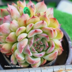 0614発送-G050 マルセル エケベリア 多肉植物 韓国苗