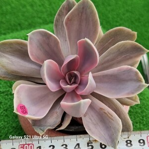 0607-発送P368 Perle von Nurnberg(錦) エケベリア 多肉植物 韓国苗