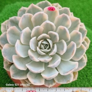 0607-発送P374 メキシコスノーボール(錦) エケベリア 多肉植物 韓国苗