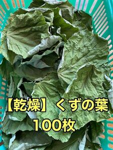 【乾燥】葛の葉　100枚