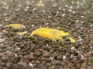 [10 pcs ] yellow Cherry shrimp Random Cherry shrimp freshwater prawn 